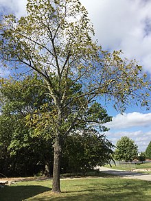 Photograph of American Black walnut tree